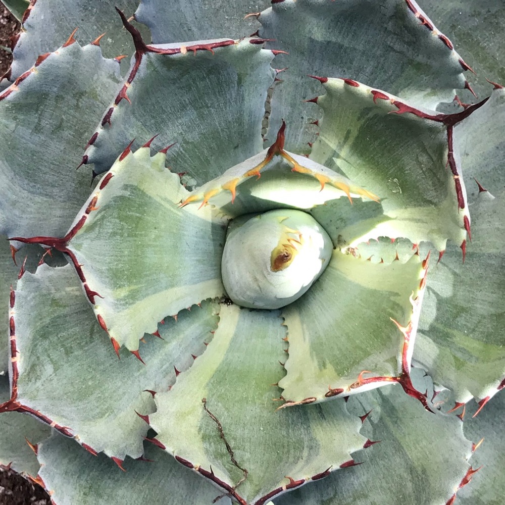 Meet your Posher, Debra